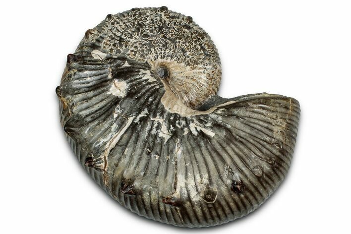 Cretaceous Ammonite (Hoploscaphites) Fossil - Montana #354617